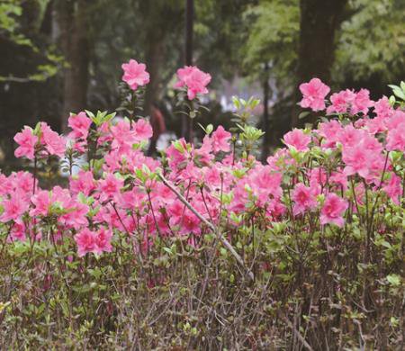 春鹃花图片