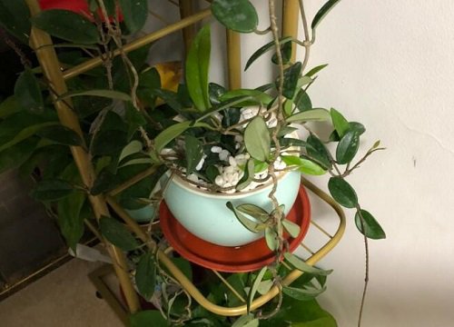 蜡兰为什么不开花