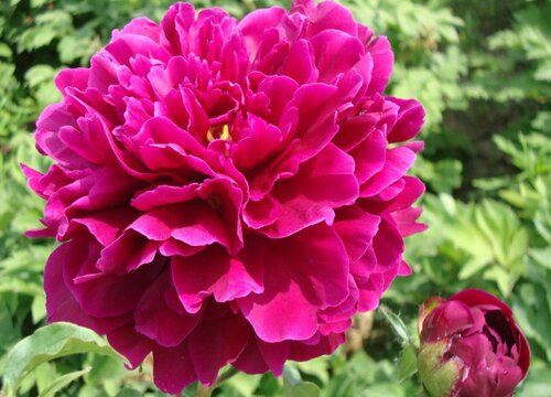 <a href='https://www.861230.com/guanhuazhiwu/6751.html' target='_blank'><u>芍药</u></a>图片