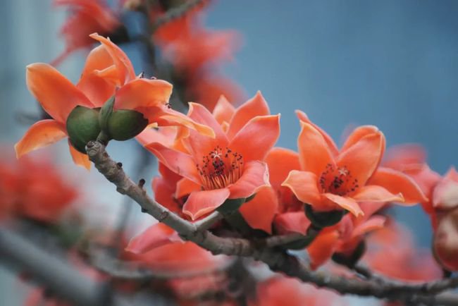 攀枝花图片