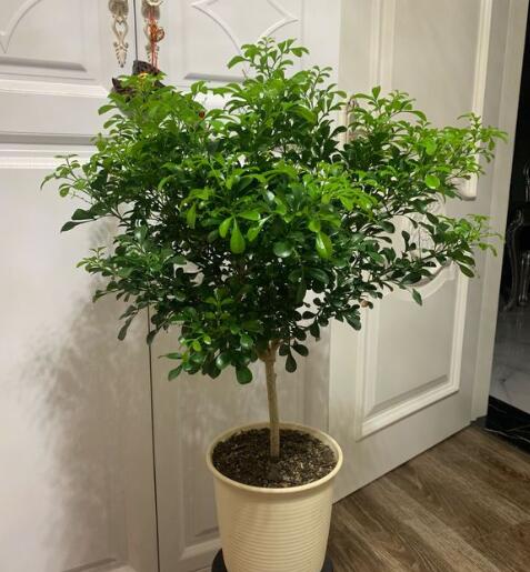 <a href='https://www.ahuacao.com/guanhuazhiwu/60.html' target='_blank'><u>米兰花</u></a>可以在室外养吗