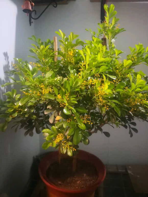 <a href='https://www.ahuacao.com/guanhuazhiwu/60.html' target='_blank'><u>米兰花</u></a>可以在室外养吗