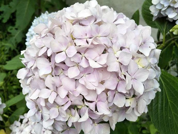 <a href='https://www.861230.com/guanhuazhiwu/6723.html' target='_blank'><u>绣球</u></a>