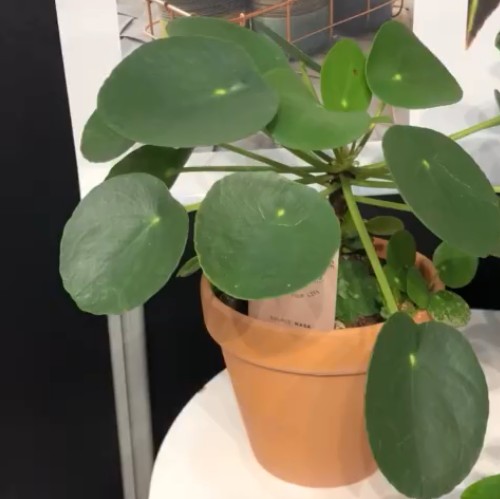 镜面草