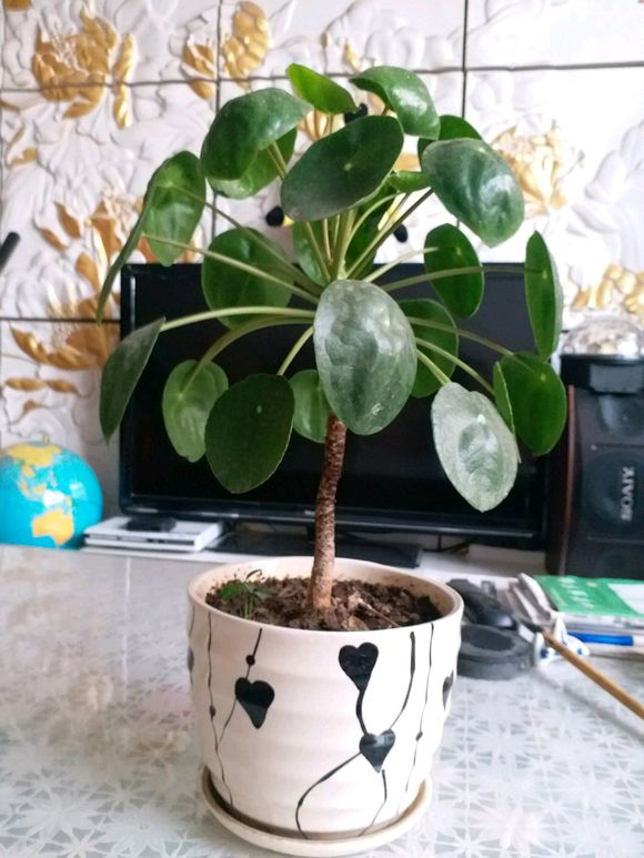 镜面草