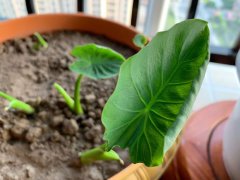 盆栽芋头能活几年(多年生)