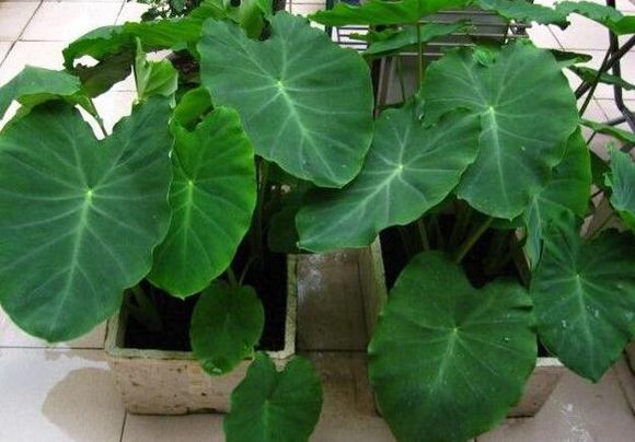 盆栽芋头