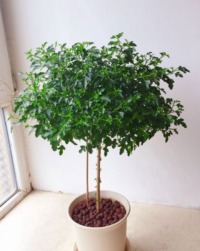 小<a href='https://www.861230.com/guanhuazhiwu/6626.html' target='_blank'><u>木槿</u></a>棒棒糖