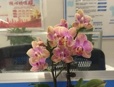 蝴蝶兰秋季如何养