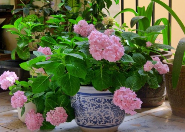 <a href='https://www.861230.com/guanhuazhiwu/6639.html' target='_blank'><u>绣球花</u></a>