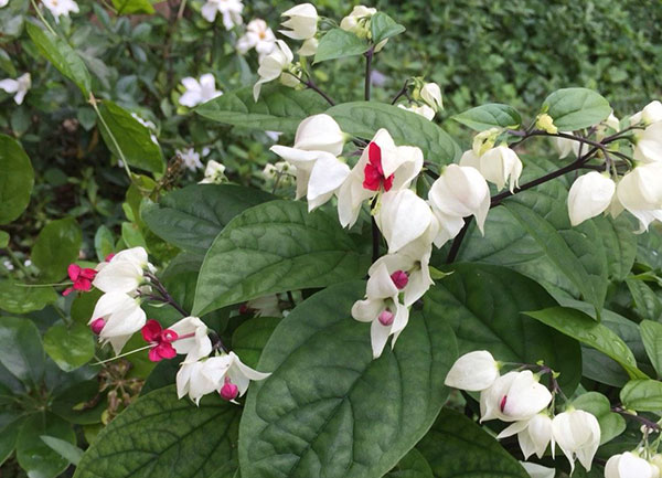 吐龙珠花