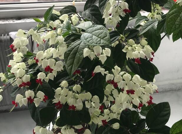 吐龙珠花