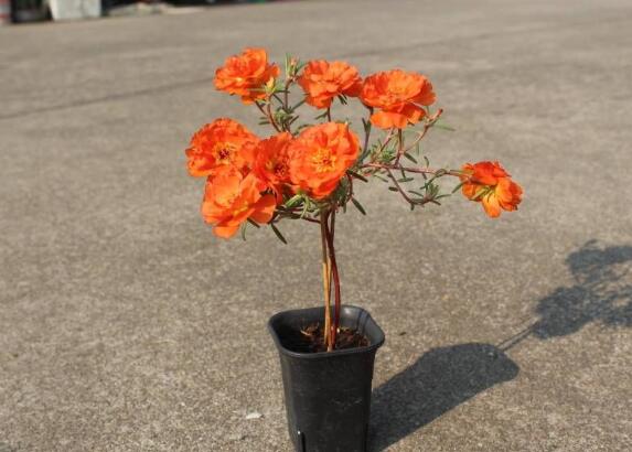 太阳花棒棒糖怎样修剪