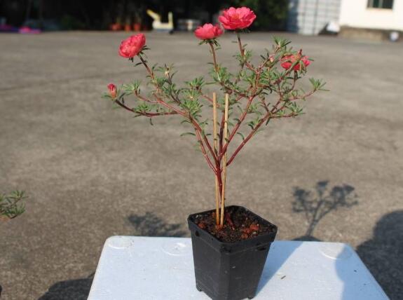太阳花棒棒糖怎样修剪
