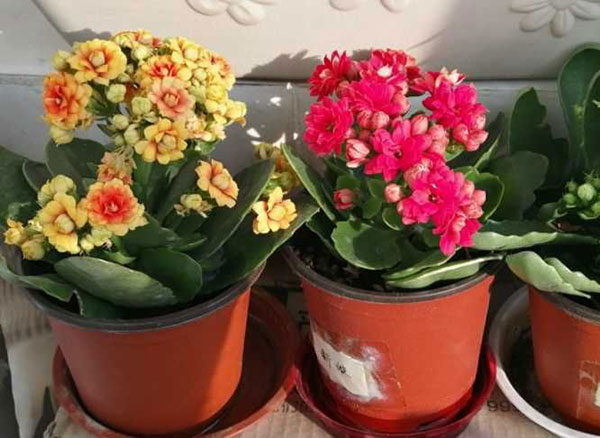 长寿花怎么照顾