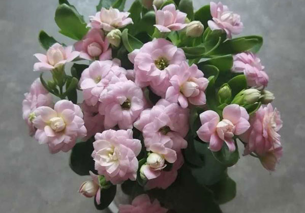 长寿花怎么照顾