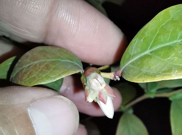 盆栽蓝莓几年开花结果