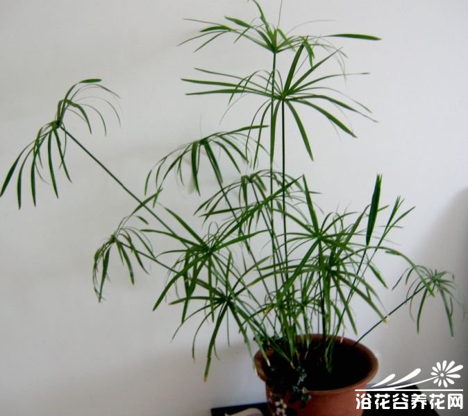 水竹