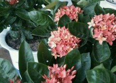 龙船花冬天落叶吗（常绿）