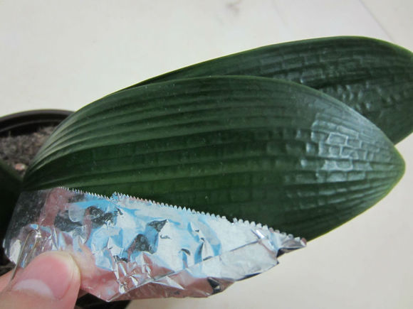 <a href='https://www.861230.com/guanhuazhiwu/6588.html' target='_blank'><u>君子兰</u></a>