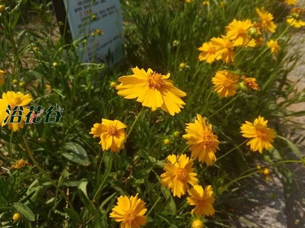 鱼肠沤肥
