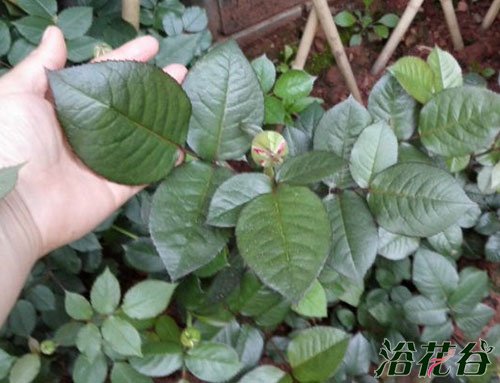 鱼肠做肥料可直接埋吗？