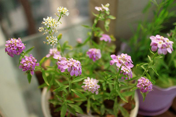 蜂室花