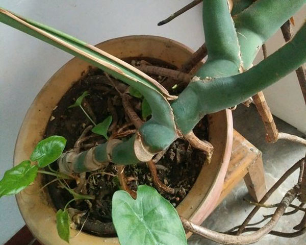 龟背竹气生根