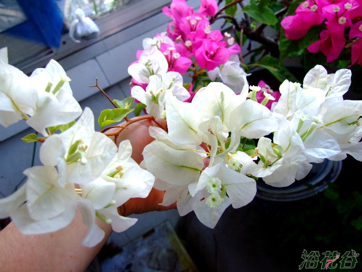 三角<a href='https://www.861230.com/guanhuazhiwu/9.html' target='_blank'><u>梅</u></a>