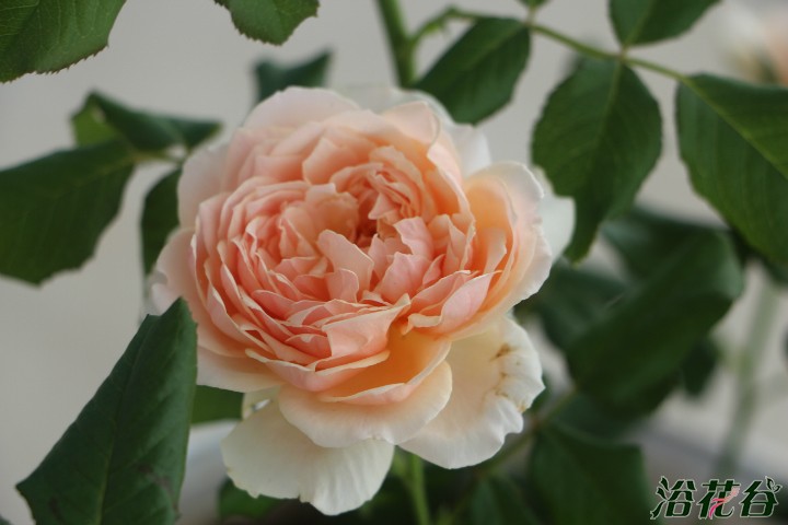 <a href='https://www.861230.com/guanhuazhiwu/44.html' target='_blank'><u>月季</u></a>