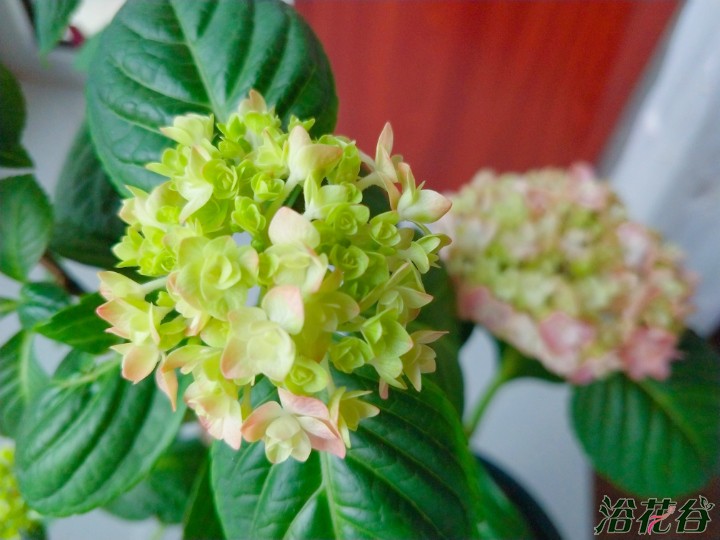 <a href='https://www.861230.com/guanhuazhiwu/6639.html' target='_blank'><u>绣球花</u></a>