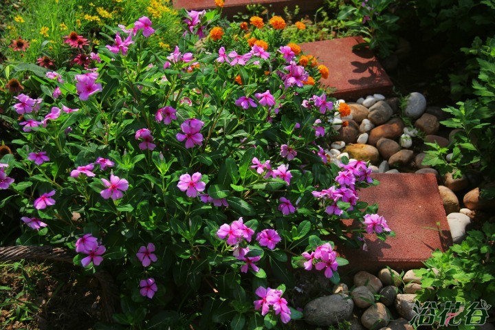<a href='https://www.861230.com/guanhuazhiwu/6716.html' target='_blank'><u>长春花</u></a>