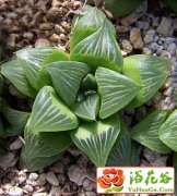 “天使之泪”养护要点有哪些