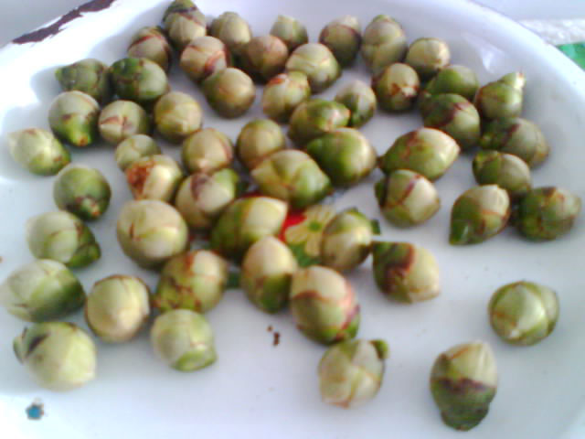 <a href='https://www.ahuacao.com/guanhuazhiwu/52.html' target='_blank'><u>茶花</u></a>摘蕾