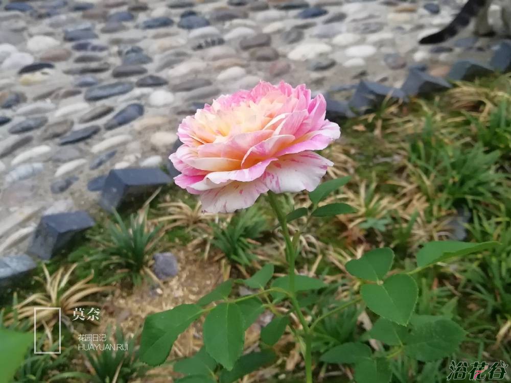 盆栽<a href='https://www.861230.com/guanhuazhiwu/44.html' target='_blank'><u>月季</u></a>
