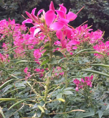 醉蝶花