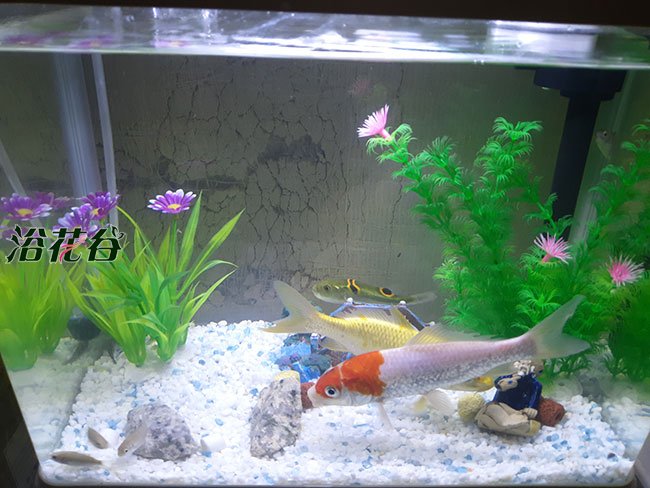 养水鱼浇花