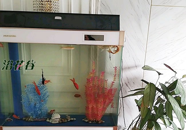 养水鱼浇花