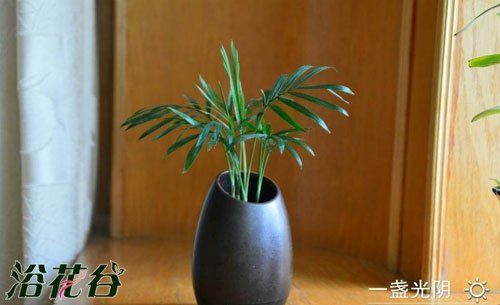 夏天怎么养花