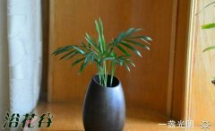夏天怎么养花