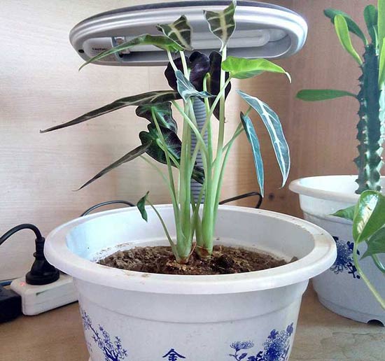 小仙女花