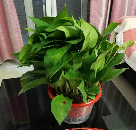绿萝自吸盆