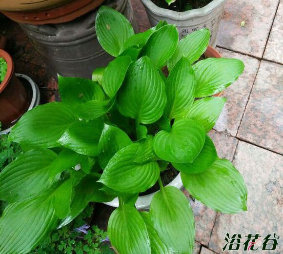 <a href='https://www.861230.com/guanhuazhiwu/6750.html' target='_blank'><u>玉簪花</u></a>
