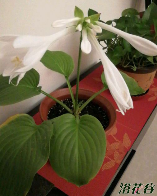 <a href='https://www.861230.com/guanhuazhiwu/6750.html' target='_blank'><u>玉簪花</u></a>