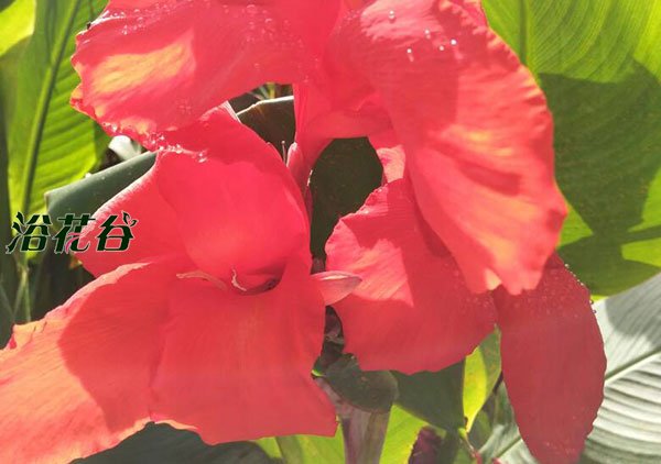 <a href='https://www.861230.com/guanhuazhiwu/6706.html' target='_blank'><u>美人蕉</u></a>