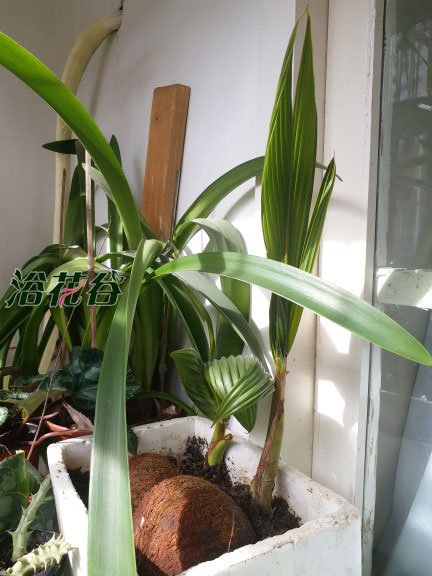 椰子发芽