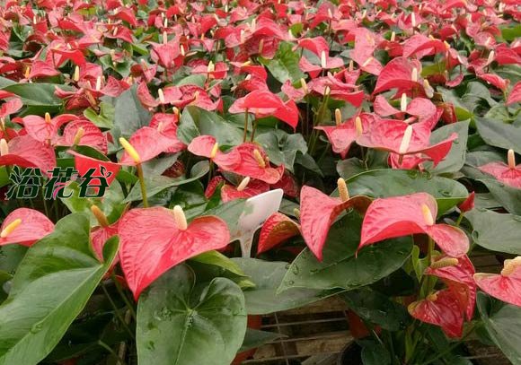 <a href='https://www.861230.com/shuipeizhiwu/6564.html' target='_blank'><u>红掌</u></a>