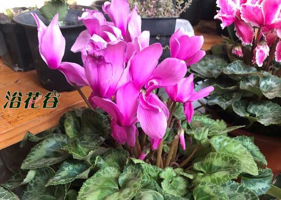 <a href='https://www.861230.com/guanhuazhiwu/6619.html' target='_blank'><u>仙客来</u></a>