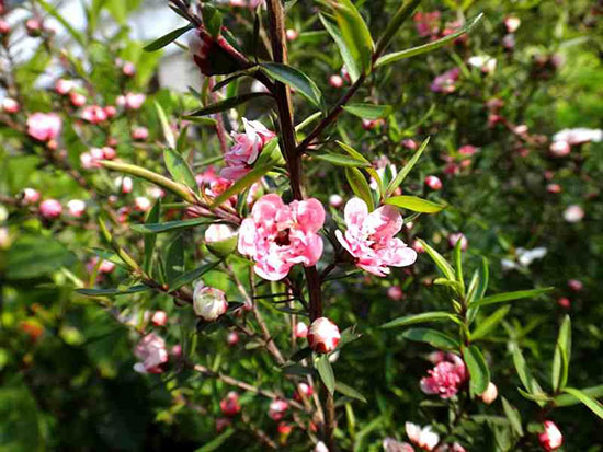 松红<a href='https://www.861230.com/guanhuazhiwu/9.html' target='_blank'><u>梅</u></a>