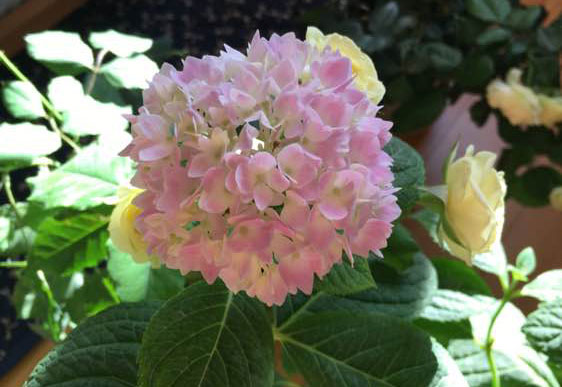 大花<a href='https://www.861230.com/guanhuazhiwu/6723.html' target='_blank'><u>绣球</u></a>的养殖方法(总结篇)